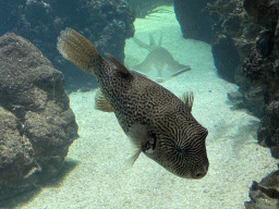 Map Puffer and Blackchin Guitarfish at the Ocean Hall of Burgers` Zoo