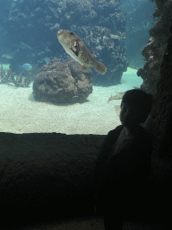 Max with a Map Puffer and other fishes at the Ocean Hall of Burgers` Zoo