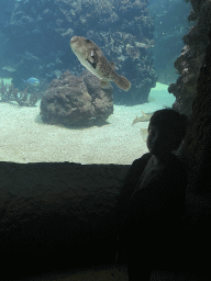 arnhem_5_106 - 238 kb - 768x1024 - Max with a Map Puffer and other fishes at the Ocean Hall of Burgers` Zoo Max with a Map Puffer and other fishes at the Ocean Hall of Burgers` Zoo