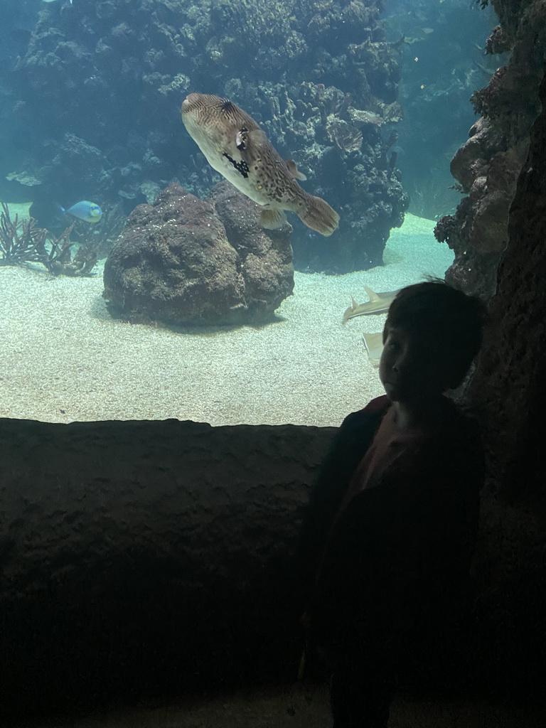 Max with a Map Puffer and other fishes at the Ocean Hall of Burgers` Zoo