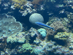 Fish and coral at the Coral Reef area of the Ocean Hall of Burgers` Zoo