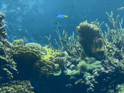 Fishes and coral at the Coral Reef area of the Ocean Hall of Burgers` Zoo