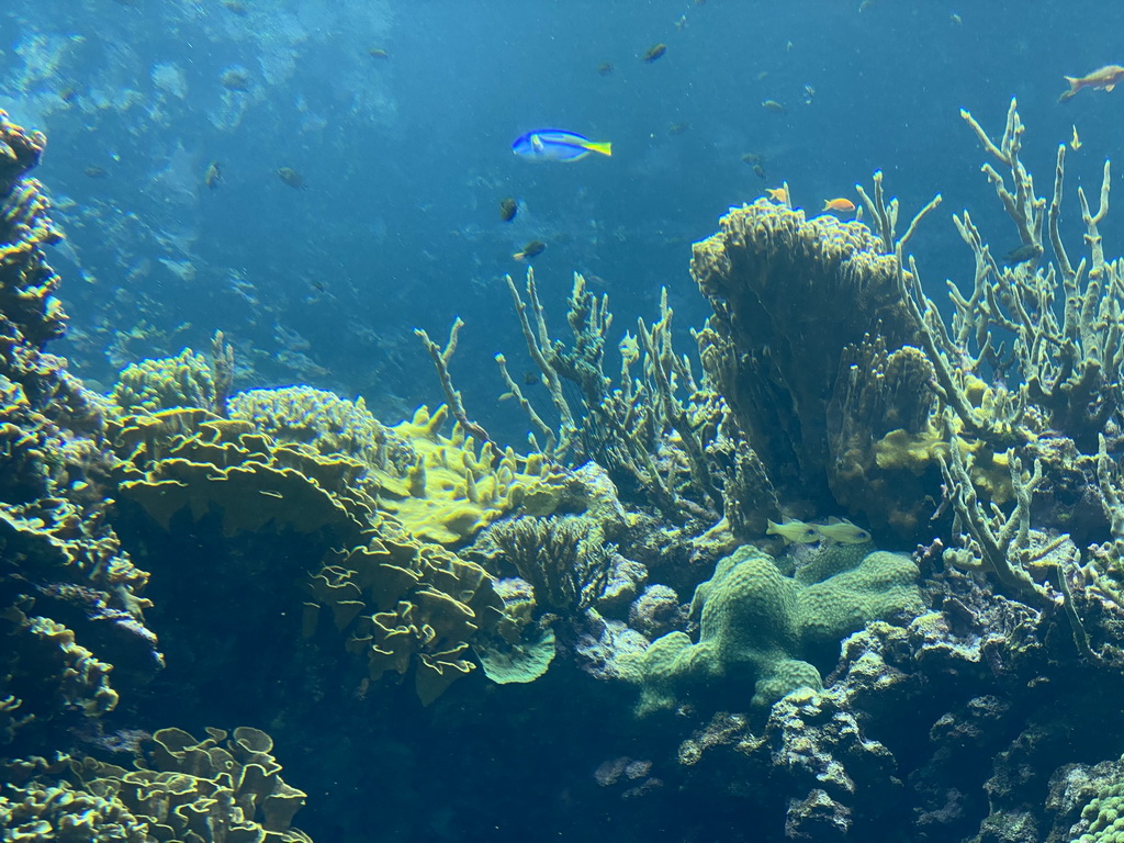 Fishes and coral at the Coral Reef area of the Ocean Hall of Burgers` Zoo