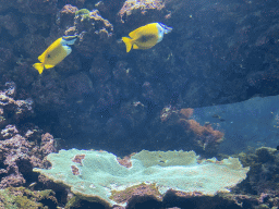 Foxface Rabbitfishes and coral at the Coral Reef area of the Ocean Hall of Burgers` Zoo