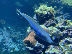 Fish and coral at the Coral Reef area of the Ocean Hall of Burgers` Zoo