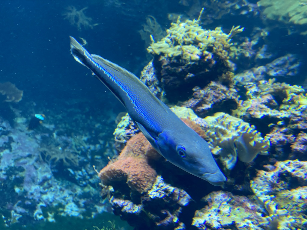 Fish and coral at the Coral Reef area of the Ocean Hall of Burgers` Zoo