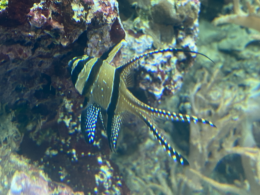 Fish at the Coral Reef area of the Ocean Hall of Burgers` Zoo