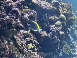 Fishes and coral at the Coral Reef area of the Ocean Hall of Burgers` Zoo