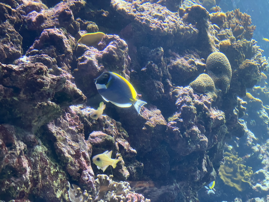 Fishes and coral at the Coral Reef area of the Ocean Hall of Burgers` Zoo