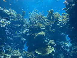 Fishes and coral at the Coral Reef area of the Ocean Hall of Burgers` Zoo