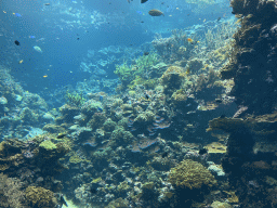 Fishes and coral at the Coral Reef area of the Ocean Hall of Burgers` Zoo