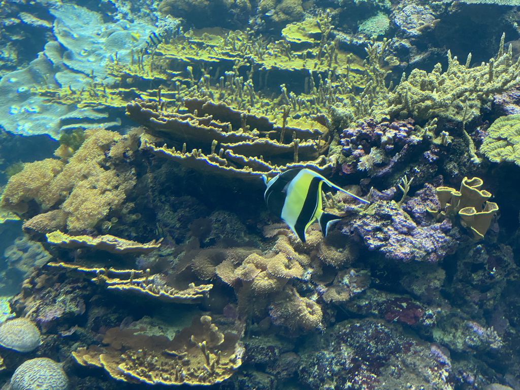 Fish and coral at the Coral Reef area of the Ocean Hall of Burgers` Zoo