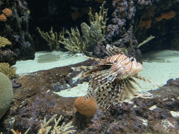 Lionfish and coral at the Coral Reef area of the Ocean Hall of Burgers` Zoo