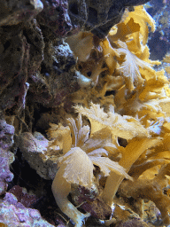 Sea anemones at the Coral Reef area of the Ocean Hall of Burgers` Zoo