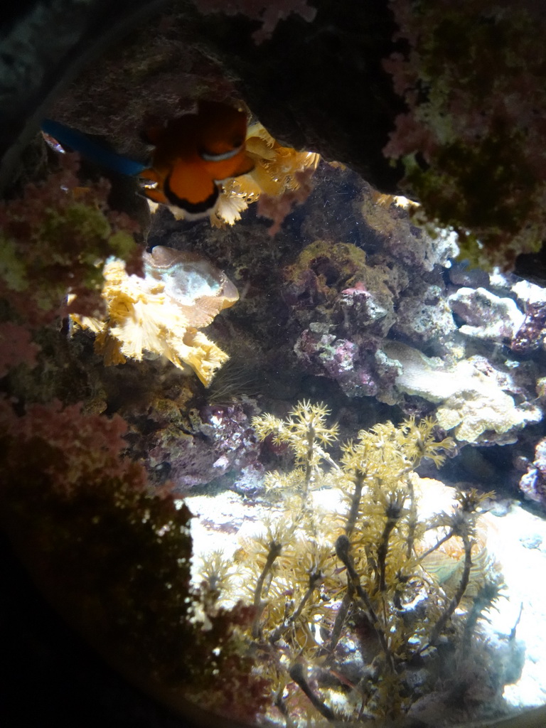 Peacock Clownfish and sea anemones at the Coral Reef area of the Ocean Hall of Burgers` Zoo