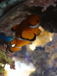 Peacock Clownfish and sea anemones at the Coral Reef area of the Ocean Hall of Burgers` Zoo