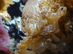 Sea anemones at the Coral Reef area of the Ocean Hall of Burgers` Zoo