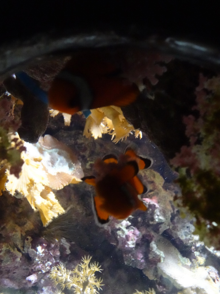 Peacock Clownfishes and sea anemones at the Coral Reef area of the Ocean Hall of Burgers` Zoo