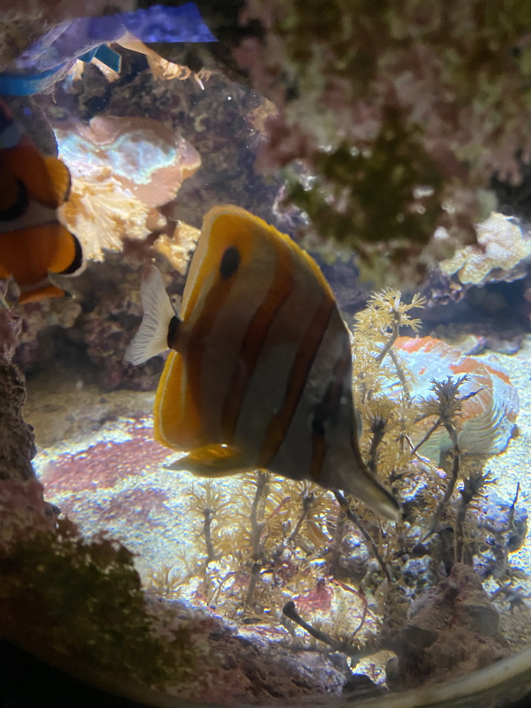 Peacock Clownfish, Copperband Butterflyfish and sea anemones at the Coral Reef area of the Ocean Hall of Burgers` Zoo