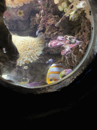 Copperband Butterflyfish and sea anemones at the Coral Reef area of the Ocean Hall of Burgers` Zoo