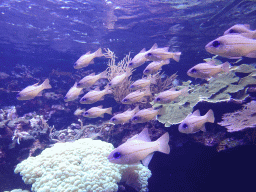 School of fish at the Coral Reef area of the Ocean Hall of Burgers` Zoo