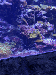 Red Pencil Urchin and coral at the Coral Reef area of the Ocean Hall of Burgers` Zoo