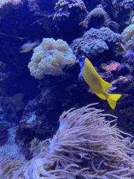 Foxface Rabbitfish, other fish, sea anemones and coral at the Coral Reef area of the Ocean Hall of Burgers` Zoo