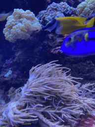 Foxface Rabbitfish, Yellowtail Tang, other fish, sea anemones and coral at the Coral Reef area of the Ocean Hall of Burgers` Zoo