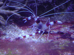 Banded coral shrimp at the Coral Reef area of the Ocean Hall of Burgers` Zoo