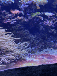 Banded coral shrimps and coral at the Coral Reef area of the Ocean Hall of Burgers` Zoo