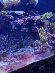 Banded coral shrimps and coral at the Coral Reef area of the Ocean Hall of Burgers` Zoo