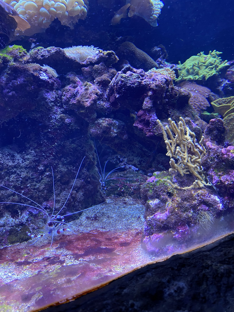 Banded coral shrimps and coral at the Coral Reef area of the Ocean Hall of Burgers` Zoo