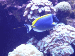 Powderblue Surgeonfish and coral at the Coral Reef area of the Ocean Hall of Burgers` Zoo