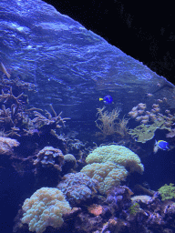 Palette Surgeonfish and other fishes and coral at the Coral Reef area of the Ocean Hall of Burgers` Zoo