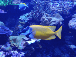 Foxface Rabbitfish, other fishes and coral at the Coral Reef area of the Ocean Hall of Burgers` Zoo