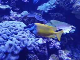 Foxface Rabbitfish, other fish and coral at the Coral Reef area of the Ocean Hall of Burgers` Zoo
