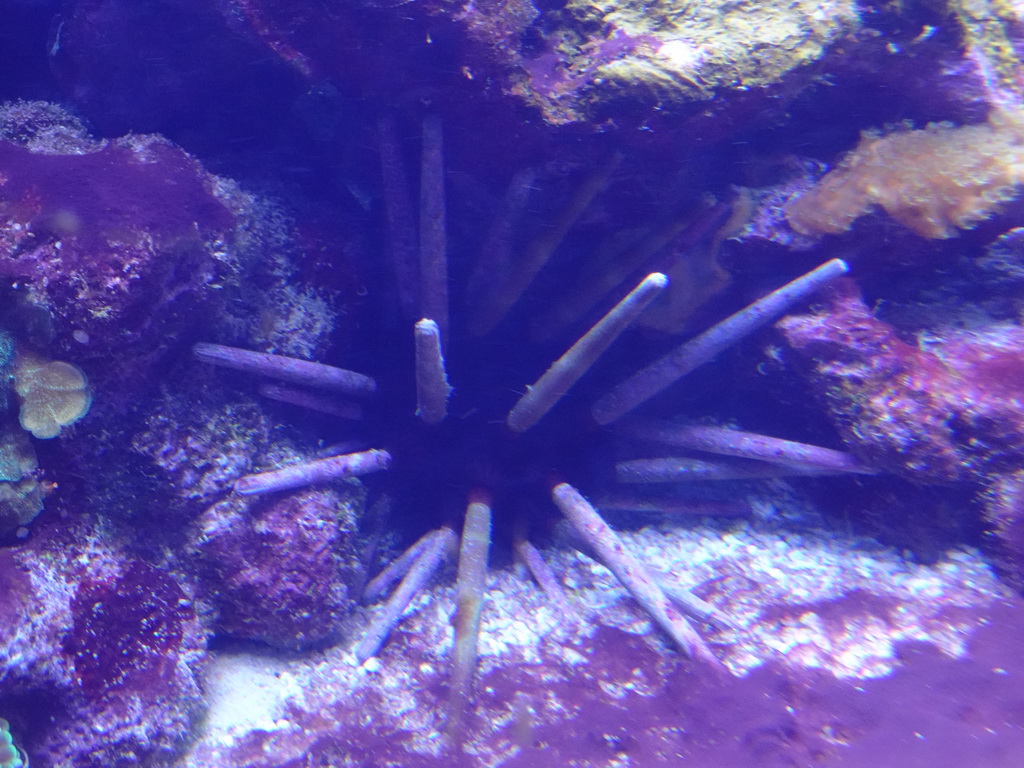 Red Pencil Urchin and coral at the Coral Reef area of the Ocean Hall of Burgers` Zoo