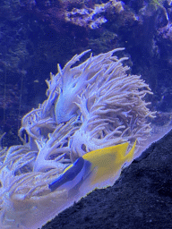 Foxface Rabbitfish, sea anemones and coral at the Coral Reef area of the Ocean Hall of Burgers` Zoo
