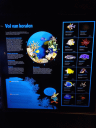 Information on the coral reef and animal species at the Coral Reef area of the Ocean Hall of Burgers` Zoo