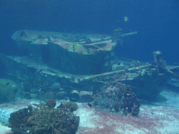 Fishes, coral and shipwreck at the Ocean Hall of Burgers` Zoo