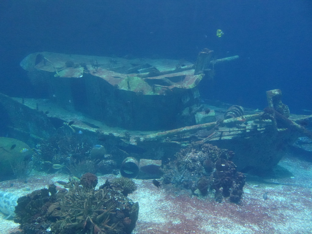 Fishes, coral and shipwreck at the Ocean Hall of Burgers` Zoo