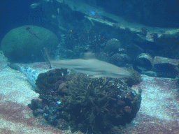 Shark, other fishes and coral at the Ocean Hall of Burgers` Zoo