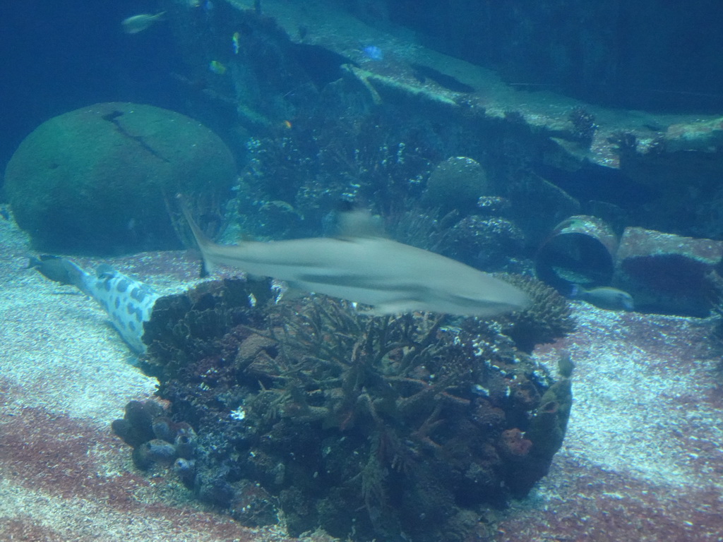 Shark, other fishes and coral at the Ocean Hall of Burgers` Zoo