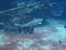 Shark, other fishes, coral and shipwreck at the Ocean Hall of Burgers` Zoo