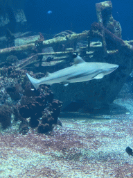 Shark, other fishes, coral and shipwreck at the Ocean Hall of Burgers` Zoo