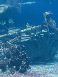 Fishes, coral and shipwreck at the Ocean Hall of Burgers` Zoo