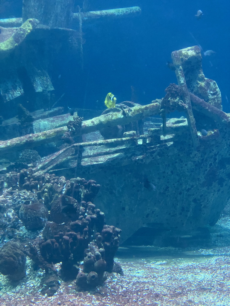 Fishes, coral and shipwreck at the Ocean Hall of Burgers` Zoo