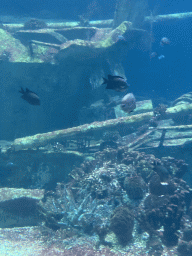 Fishes, coral and shipwreck at the Ocean Hall of Burgers` Zoo