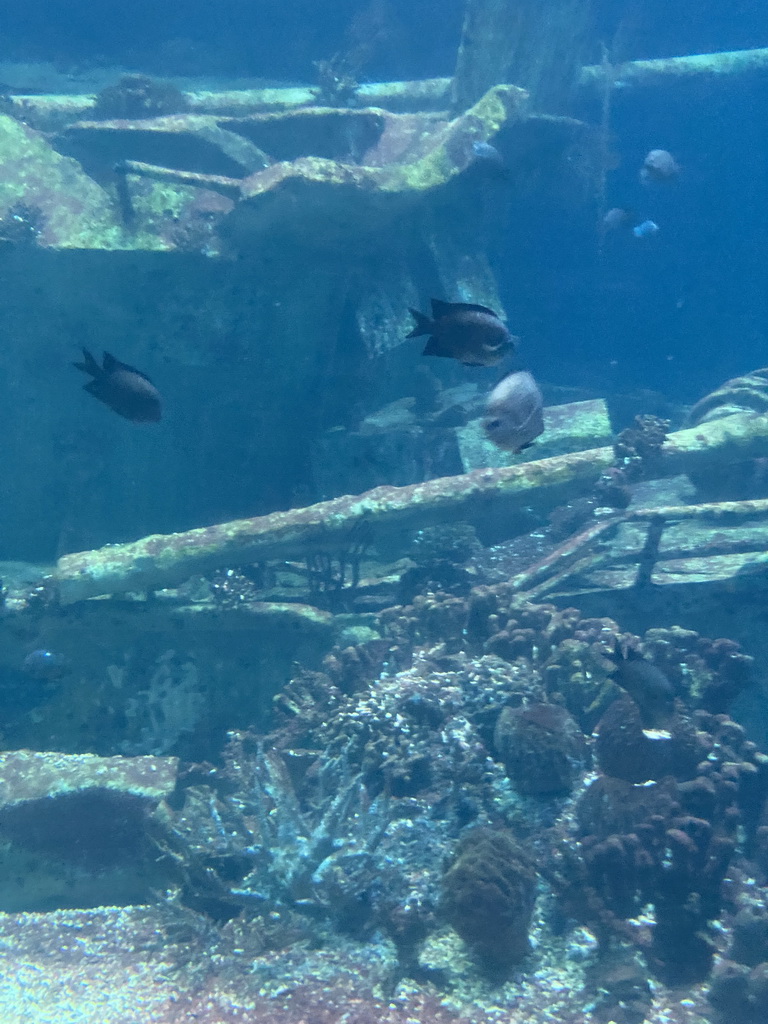 Fishes, coral and shipwreck at the Ocean Hall of Burgers` Zoo