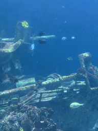 Fishes, coral and shipwreck at the Ocean Hall of Burgers` Zoo